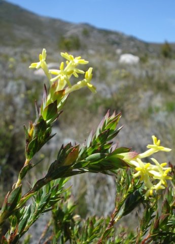 Gnidia oppositifolia spunky foliage